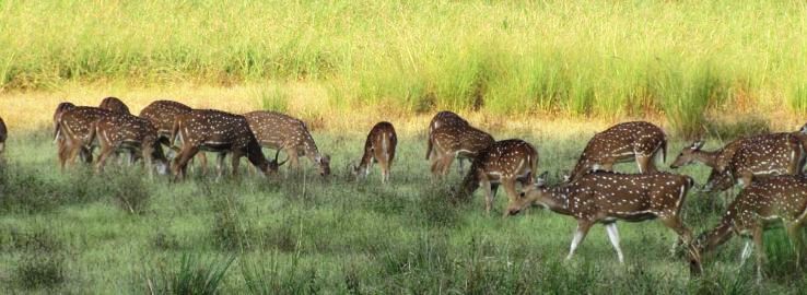 5-Kanha National Park